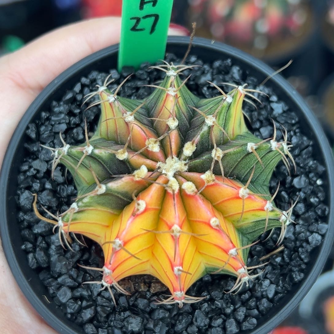 H27泰系肋骨锦，带盆土发货