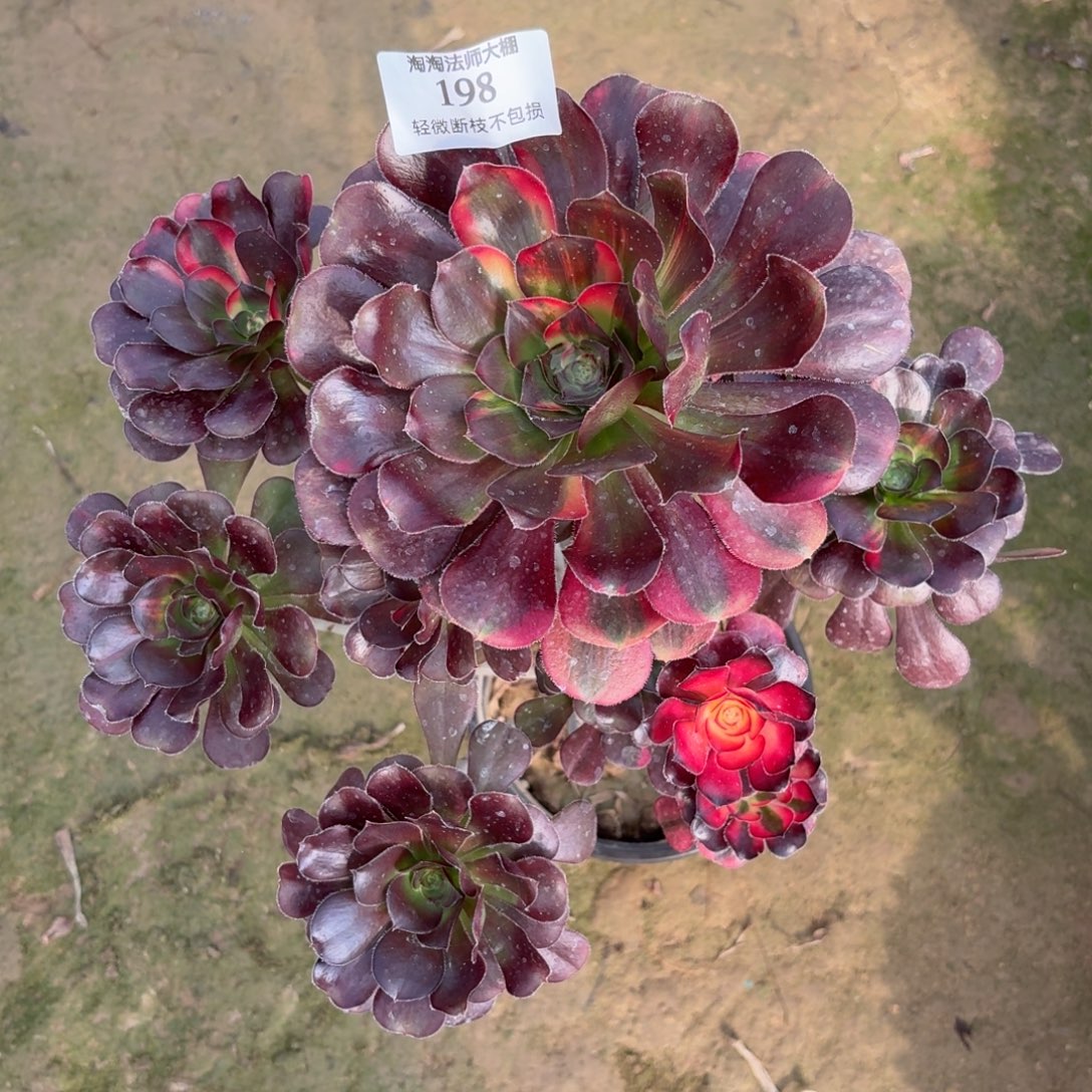 198花蝴蝶多肉植物法师