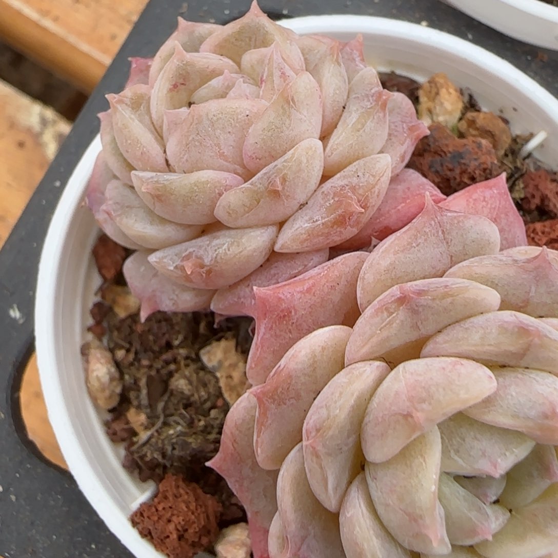 花语逸镜0207-644