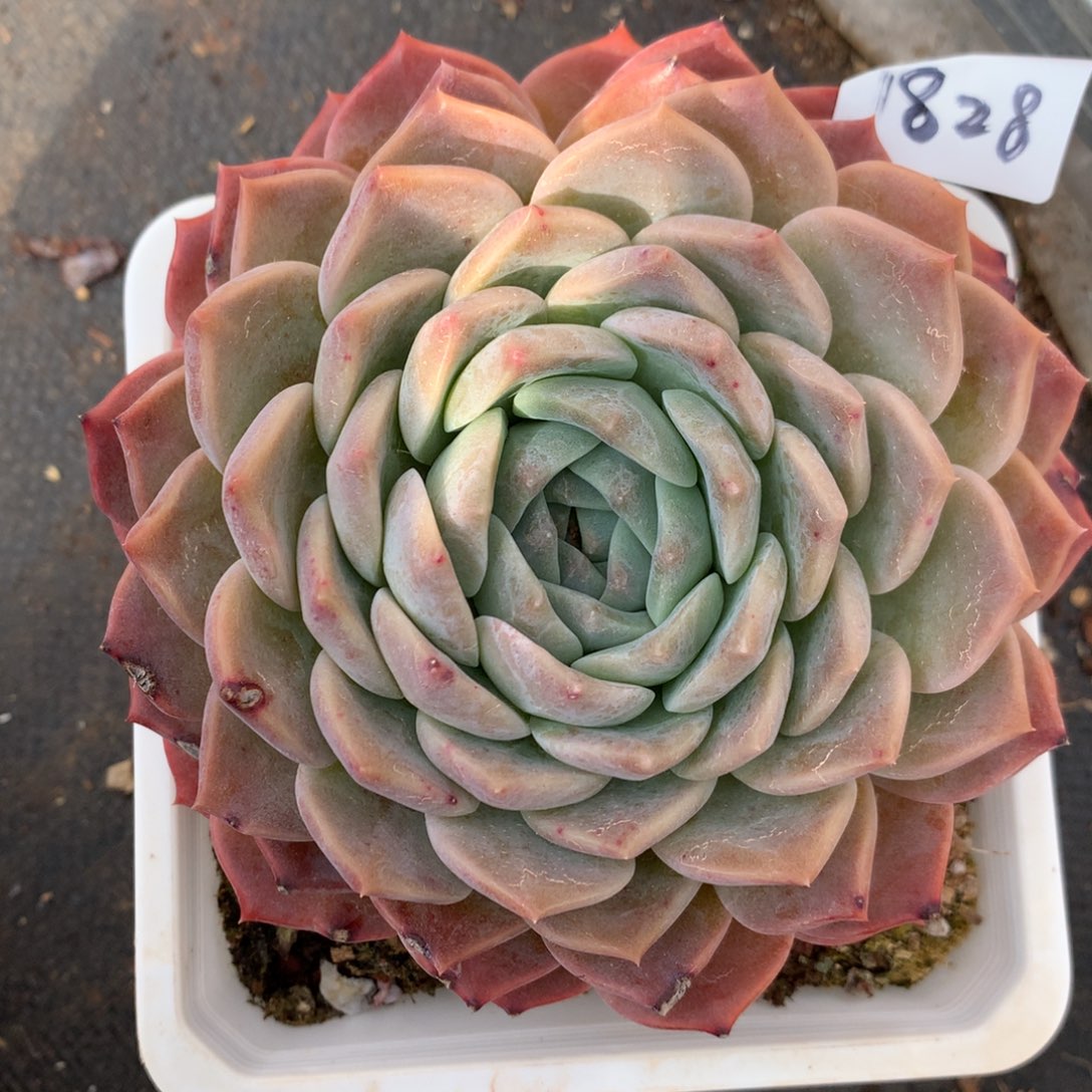 1828有叶伤特价处理