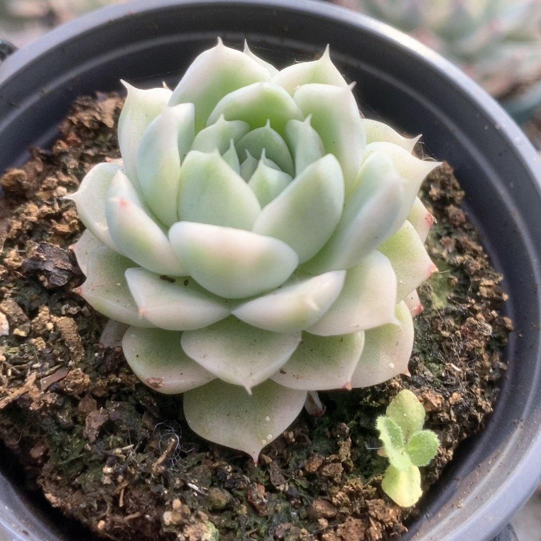 082麦杆锦锦锦锦锦锦