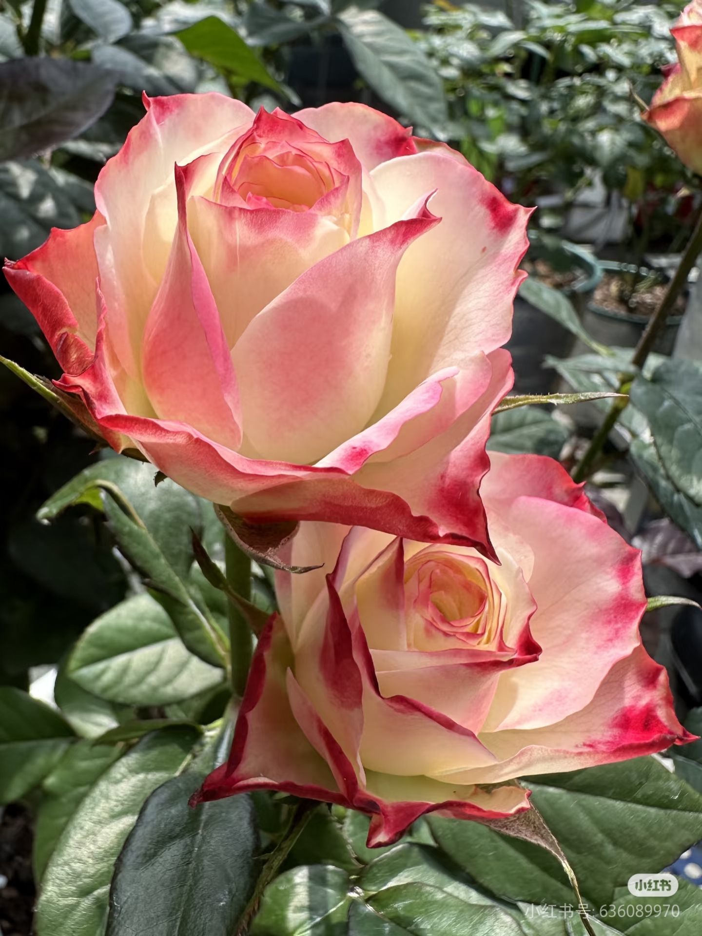 灯火四季开花浓香