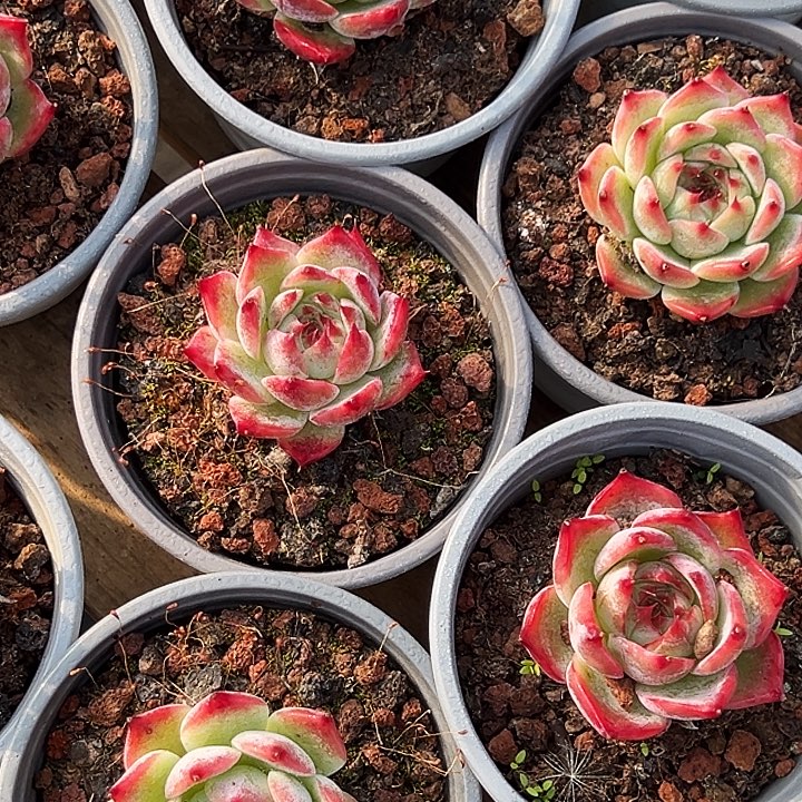 小单头惊鸿(原价5.8米)