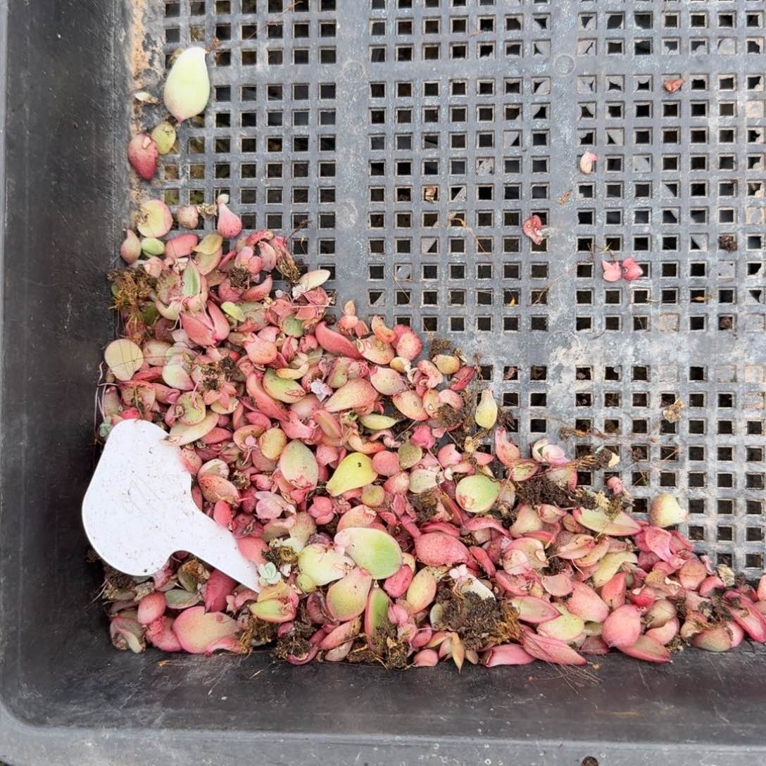 18-52一物一拍多肉杂交