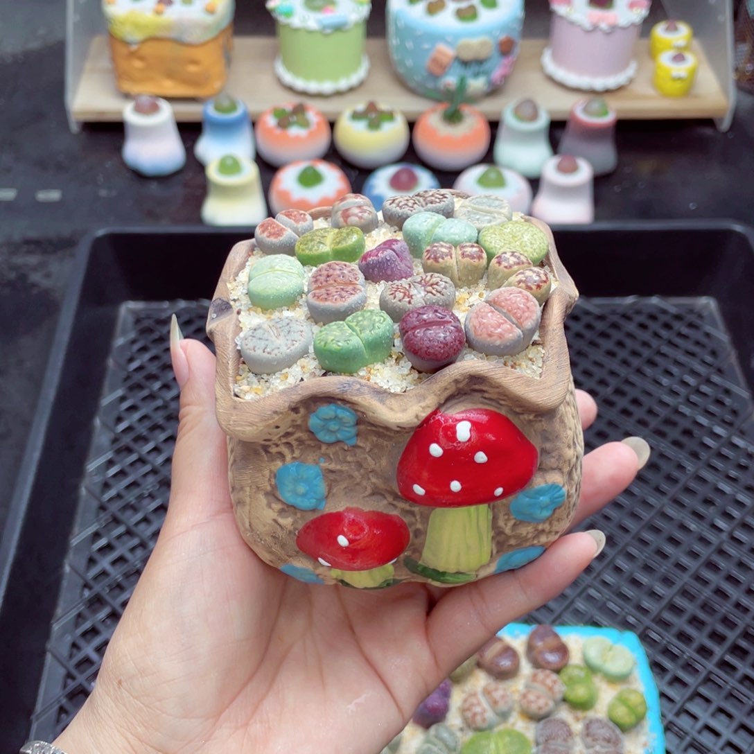 w1770 带盆土发货一物一拍