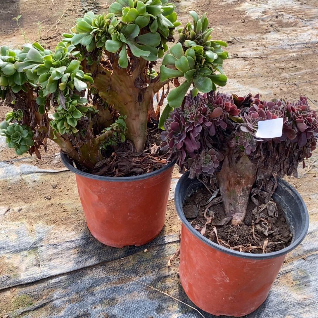 多肉植物组合拼盘6