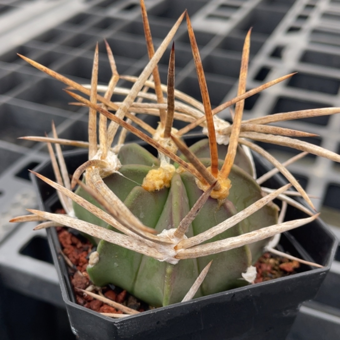 水牛大凤玉       实生根