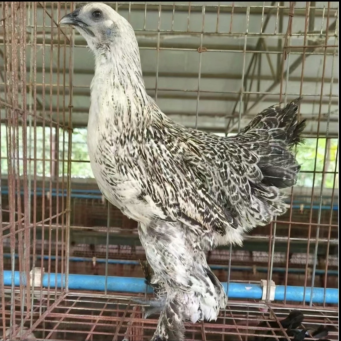 长腿大种高脚毛无量山鸡