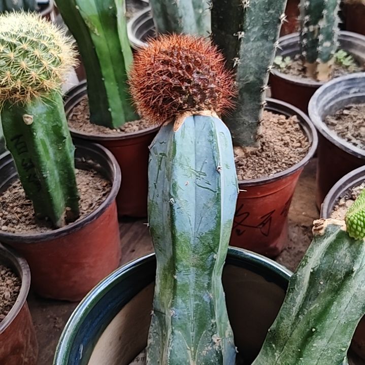 百丝巢嫁接仙人球福