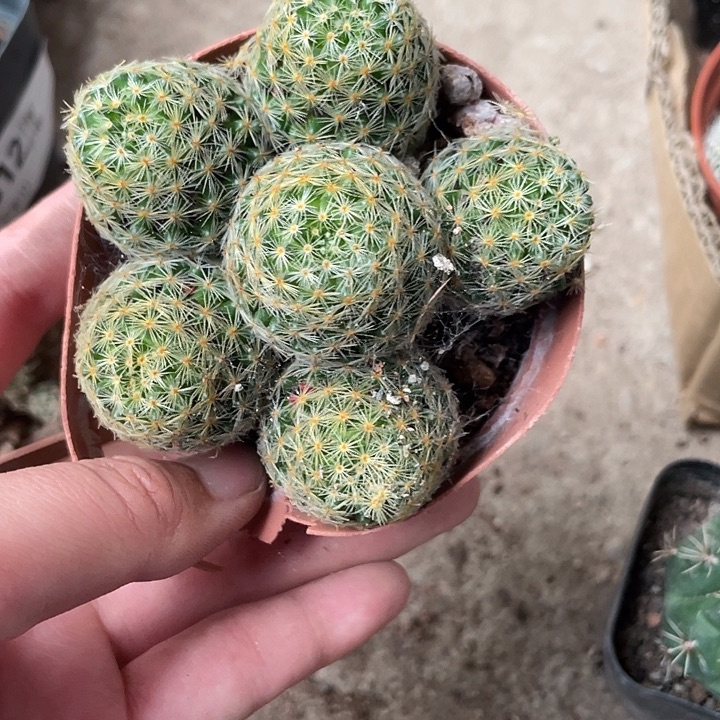 当前无花栽培后可以开花816仙人球开花植物