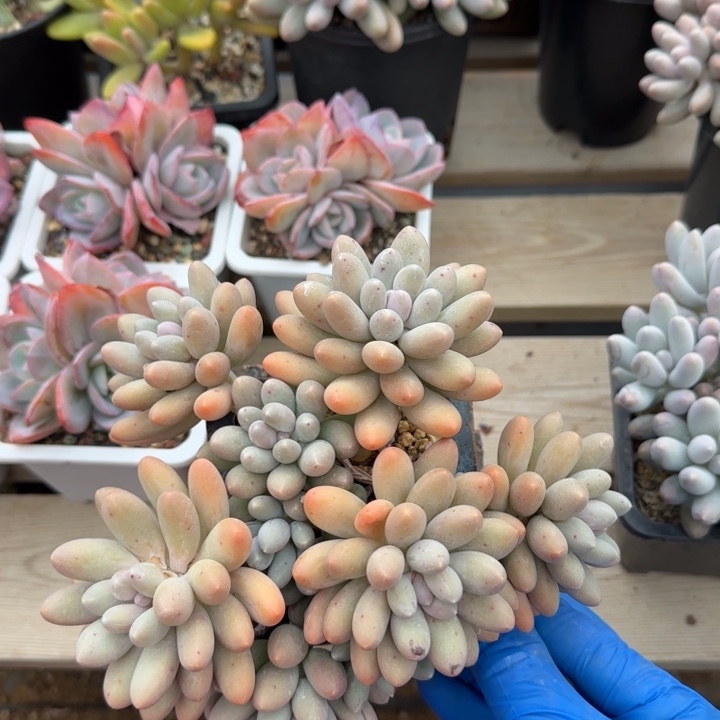 汤圆群生五十包邮老桩