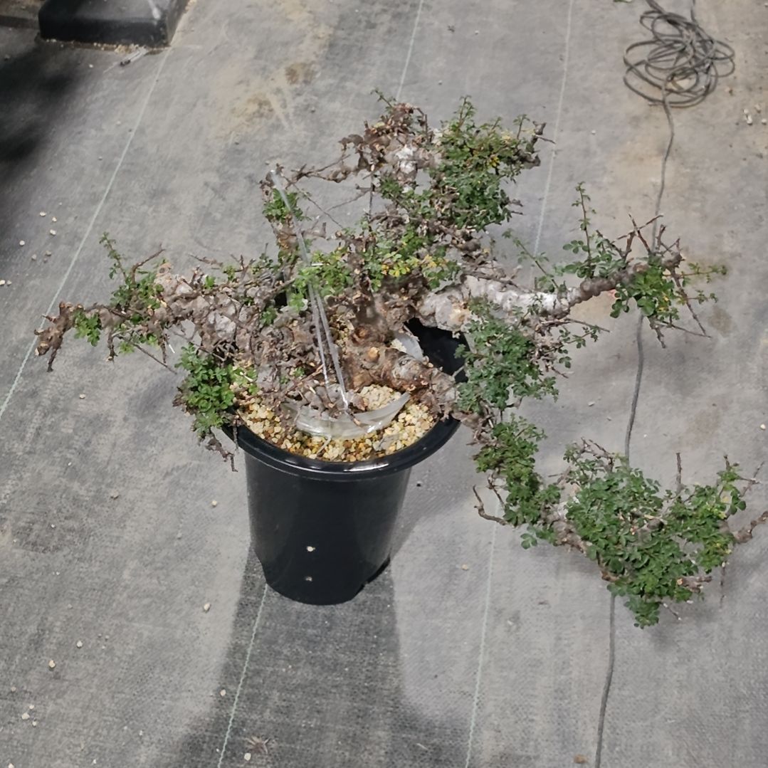 产地念珠橄榄熟桩可寄养