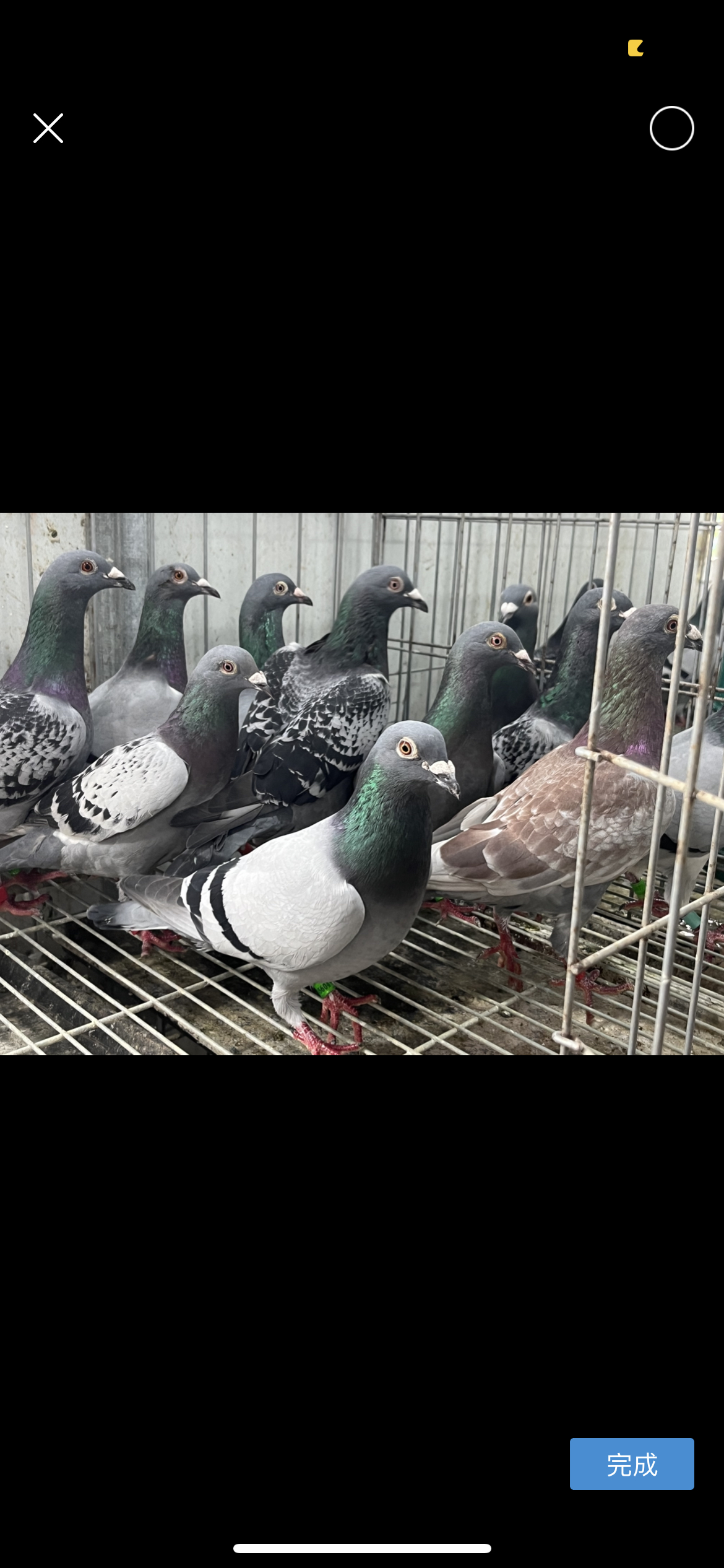 生鲜鸽子煲汤信鸽种鸽一对天落鸟成绩鸽1000g