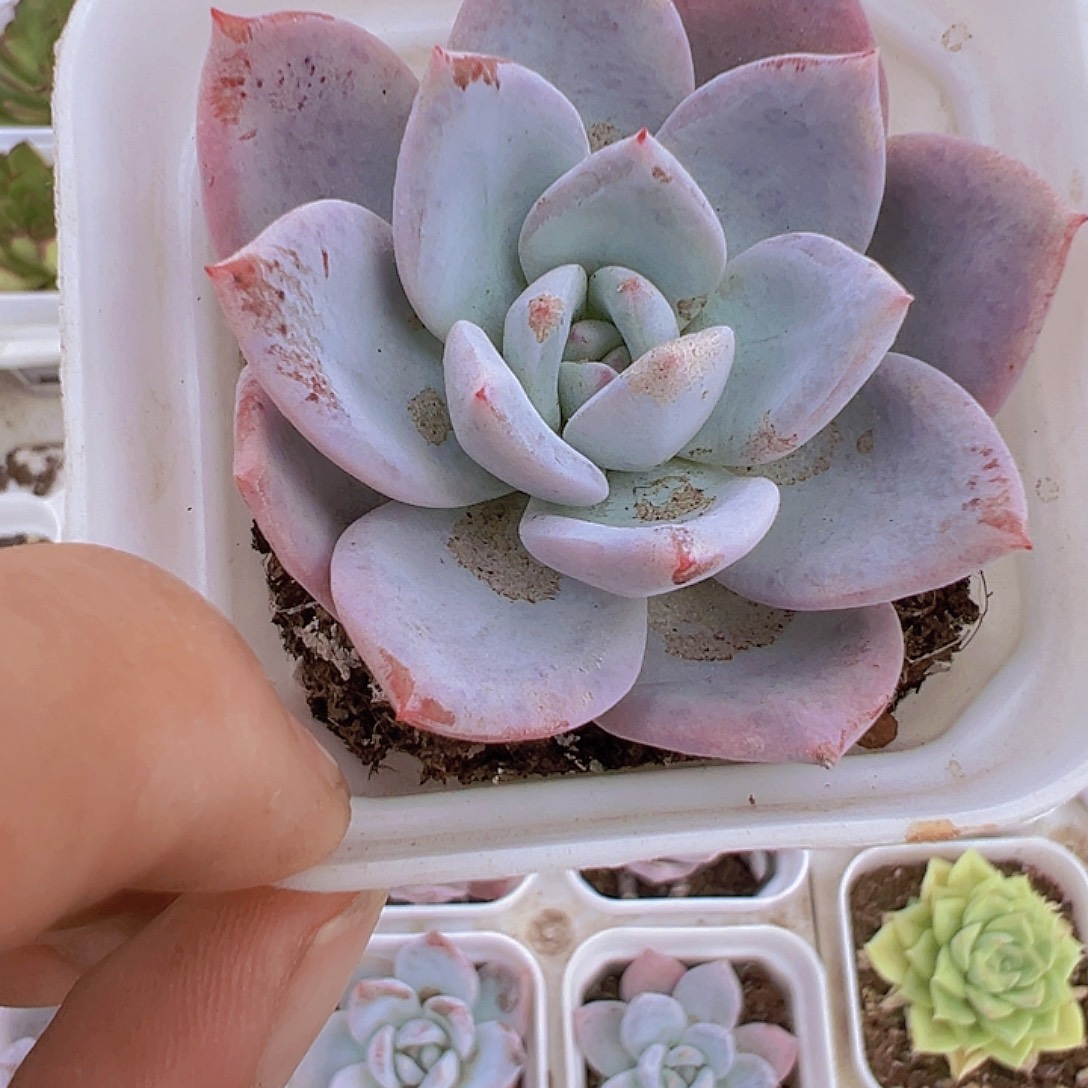 嫦娥多肉植物19包邮