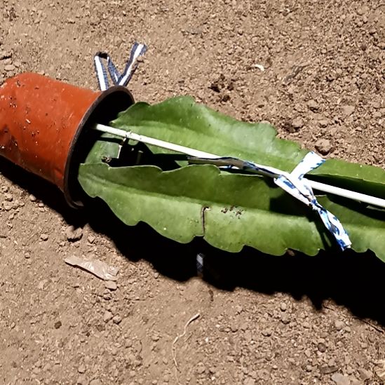 幸***福完全开放令箭何花2O4号