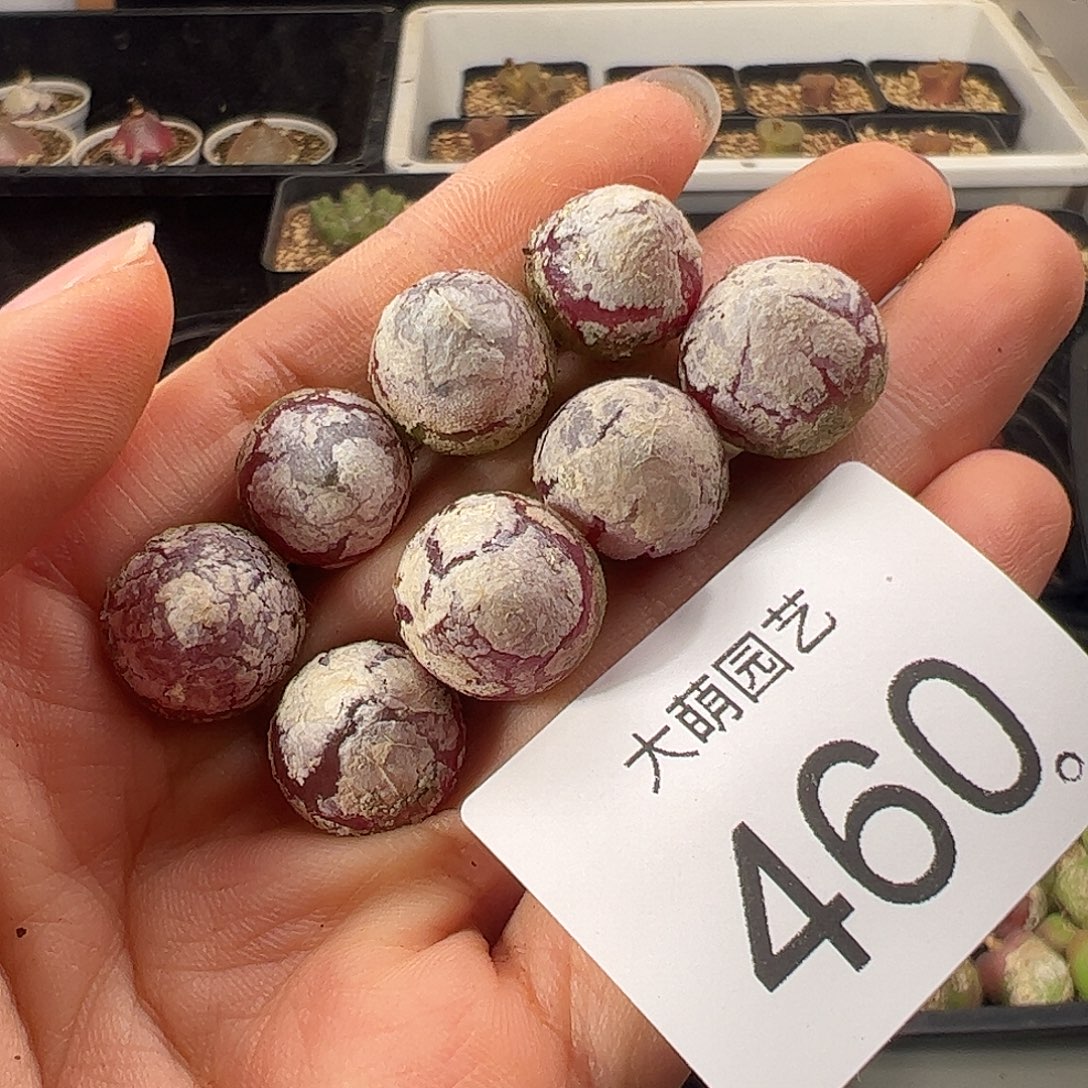 一物一拍            460