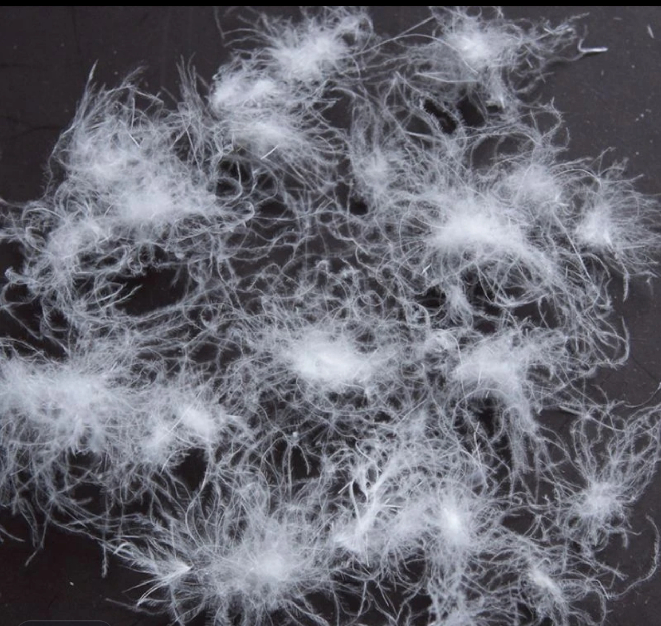 50克一两--95精选大朵鸭绒鹅绒90鸭绒散装自充羽绒被蓬松保暖