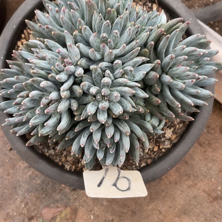 两单包邮，一物一拍91炫彩星