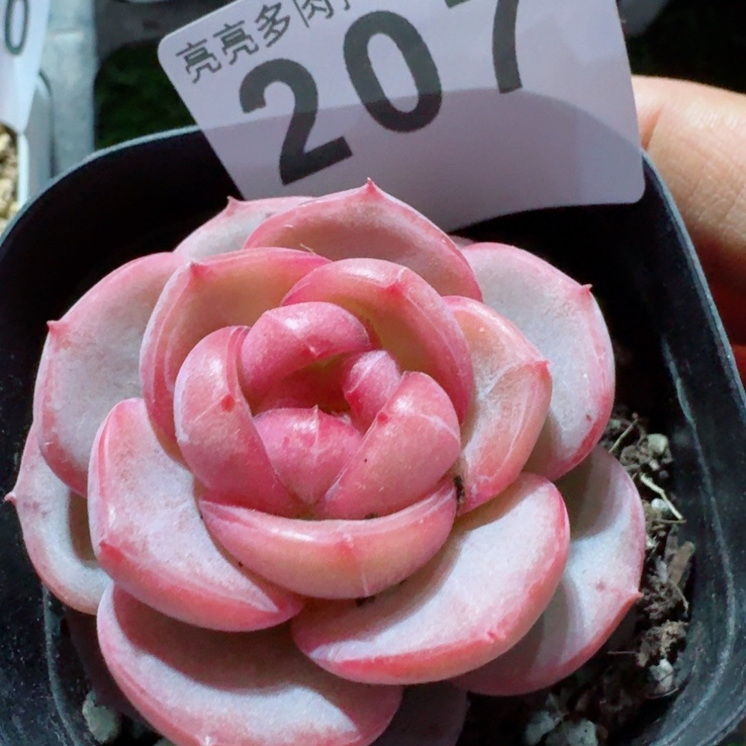 粉桃花珍妮         精品多肉