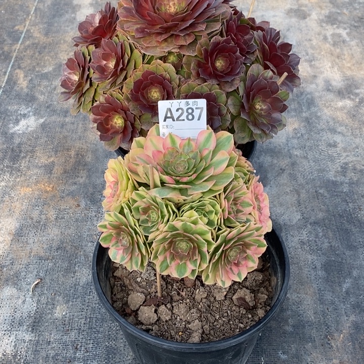 万七彩小雨荷287000000000000000