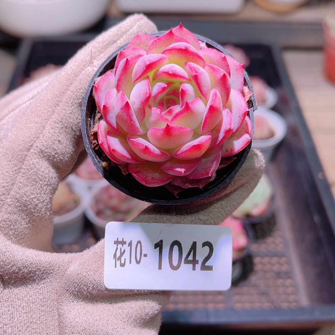 花利美10-1042女王