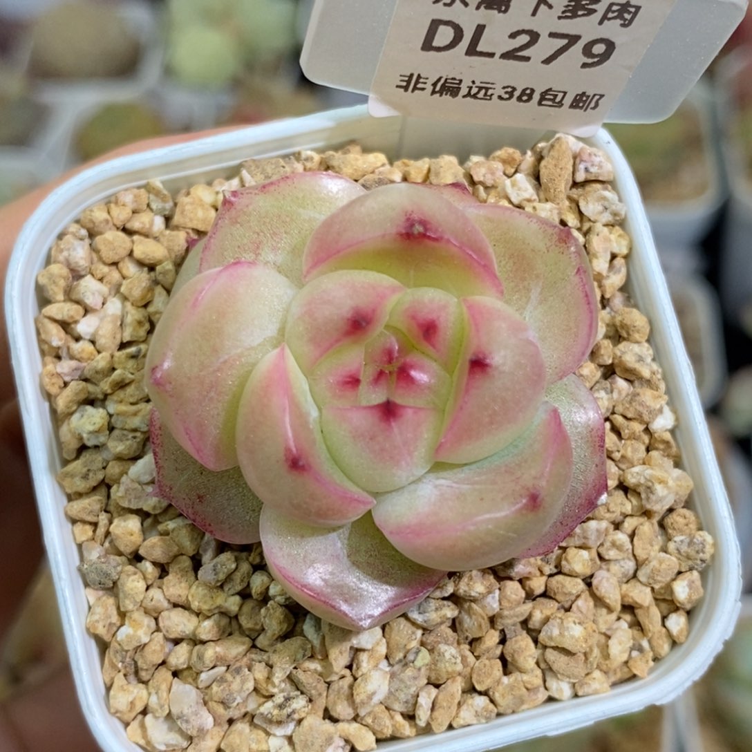 279东篱下多肉植物盆栽