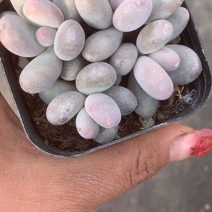 芭比。四头。一物一拍。包邮