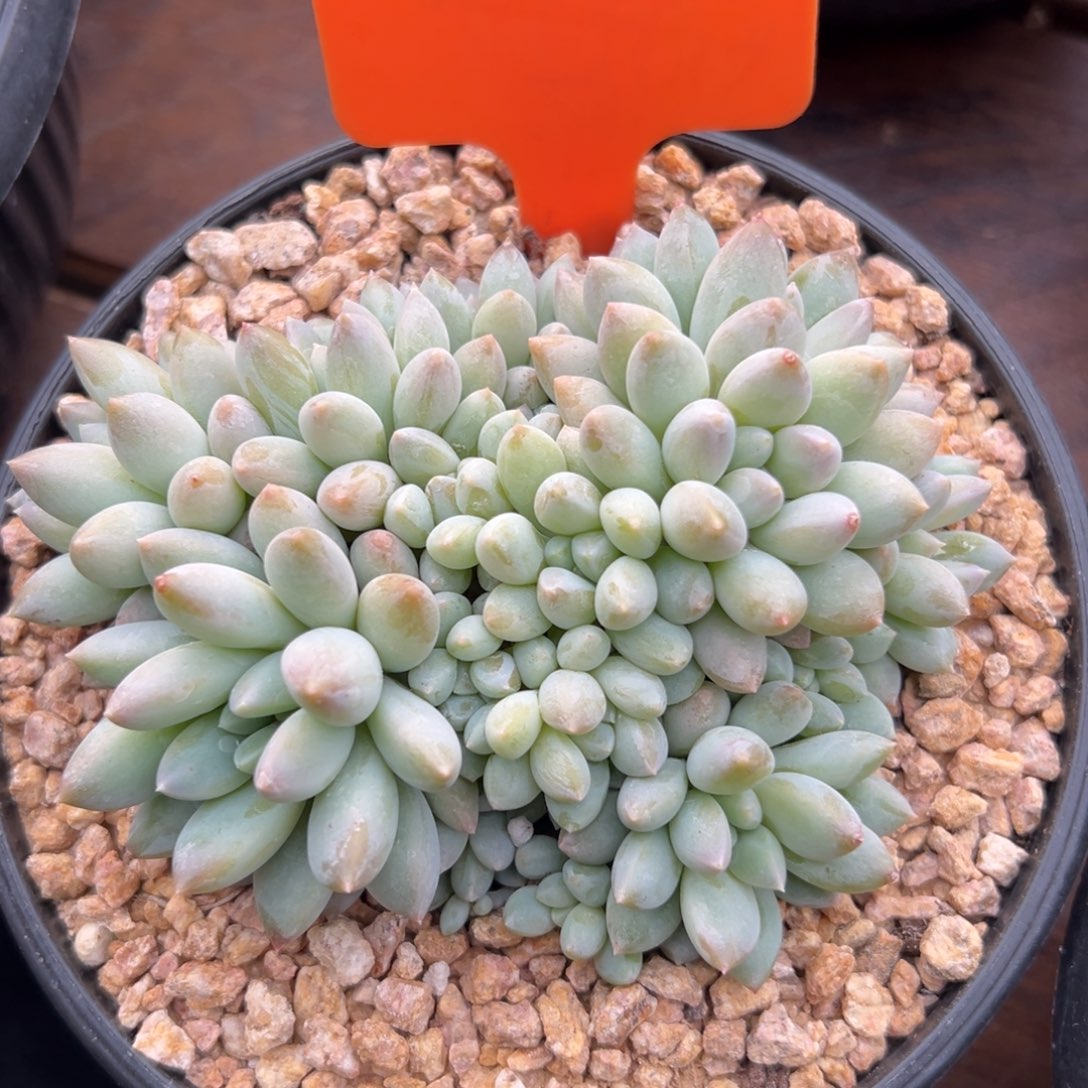 七彩奶糖是1111111111112221