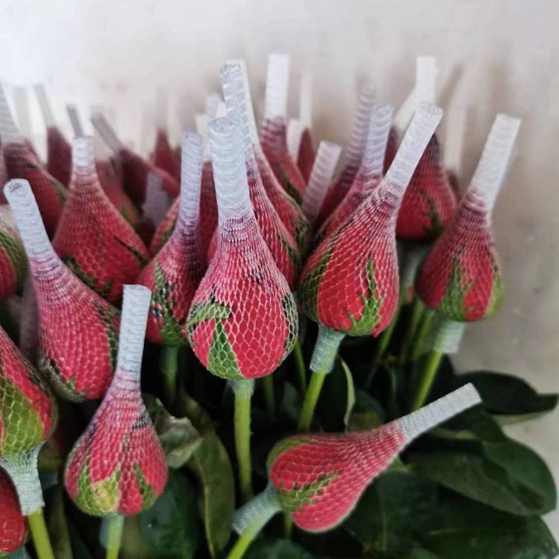 云南边境直发玫瑰花束家用水养日用插花花艺