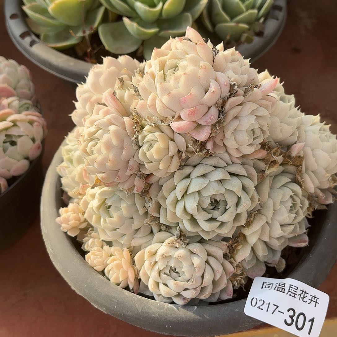 烟**晨同温层多肉白月影301