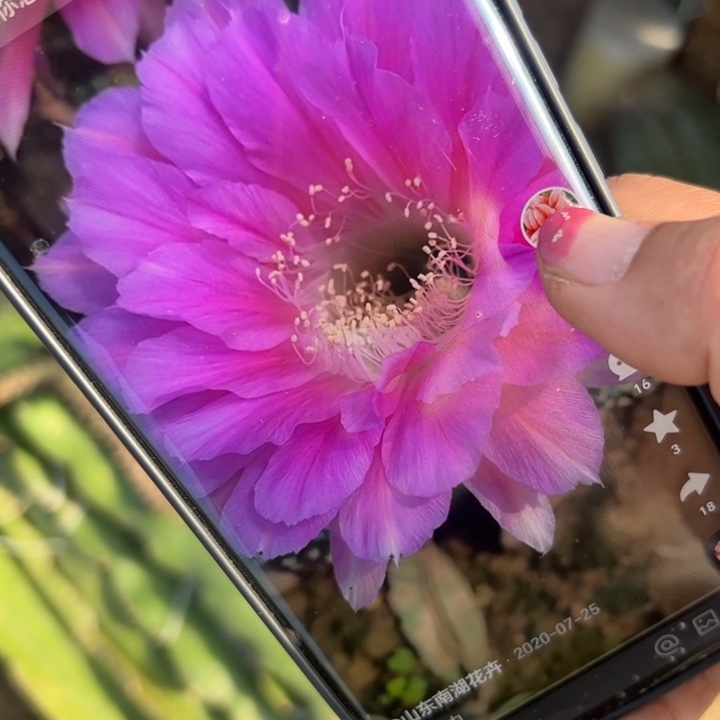 29彩草93歪斑无根侧芽4公分左右20