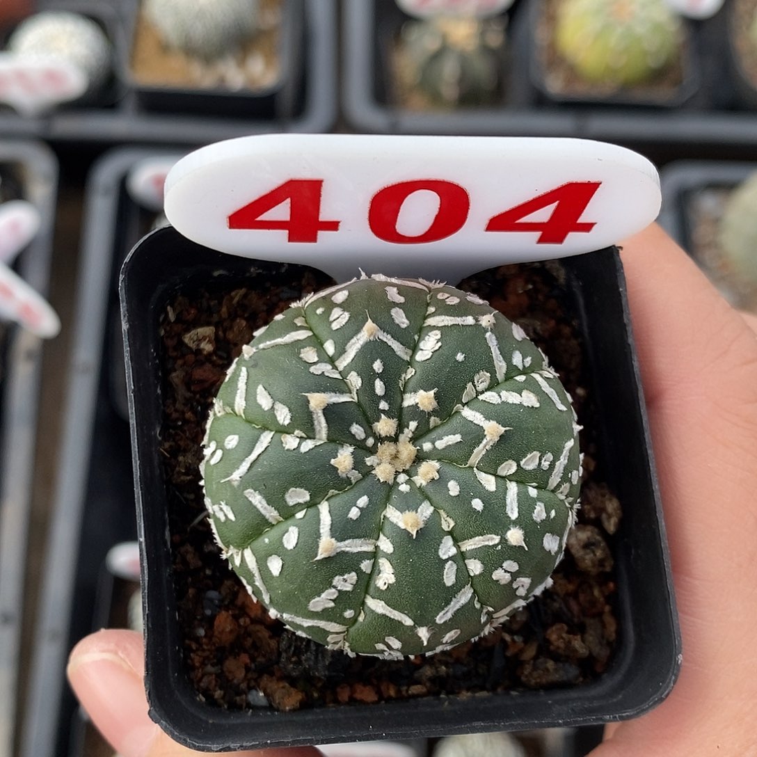 n***我404v兜系列产品的