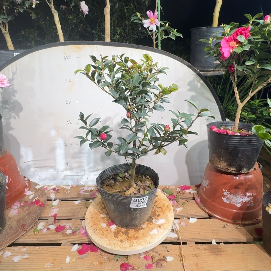 无花朵3646英八40茶梅