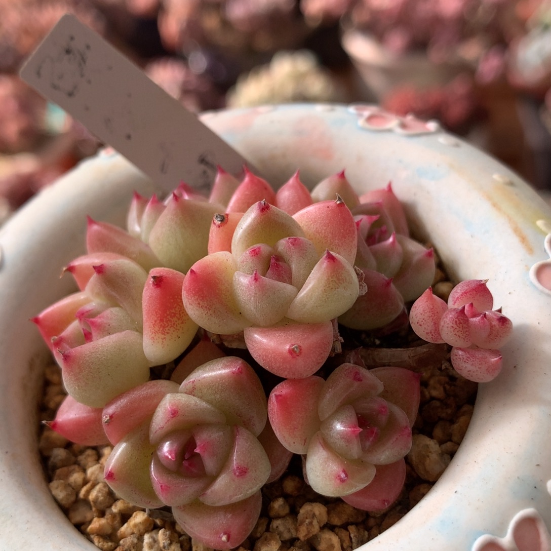 石英有砍一物一拍 016