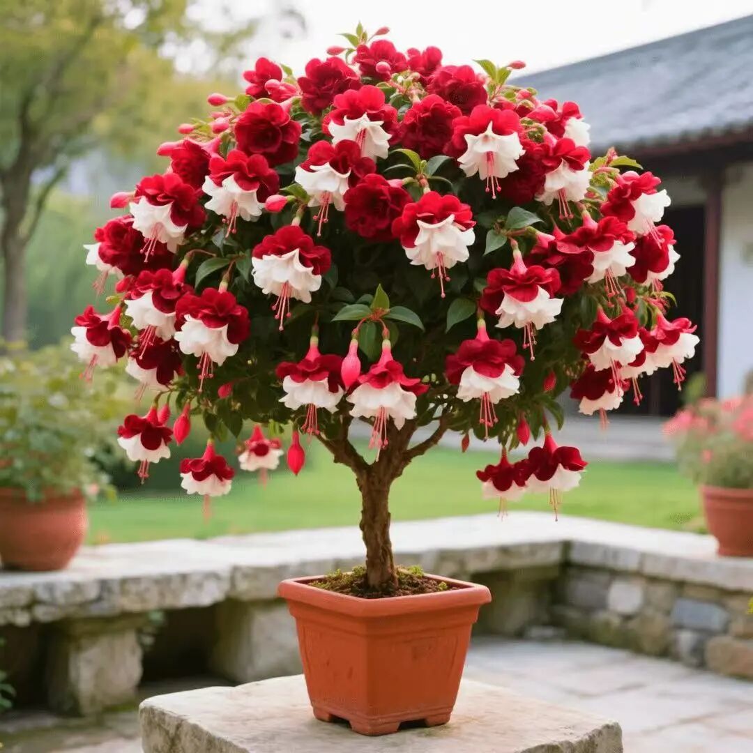 大型灯笼花盆栽老桩盆景鲜花植物室内客厅阳台四季网红植物绿植花