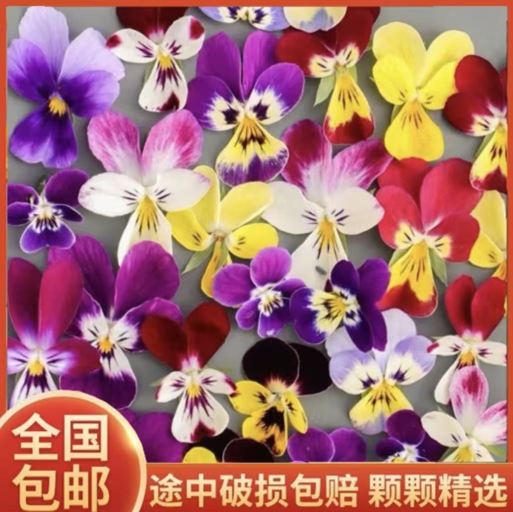 网红小兔子角堇进口角堇蝴蝶花角堇冬季耐寒四季开花带花发货年宵