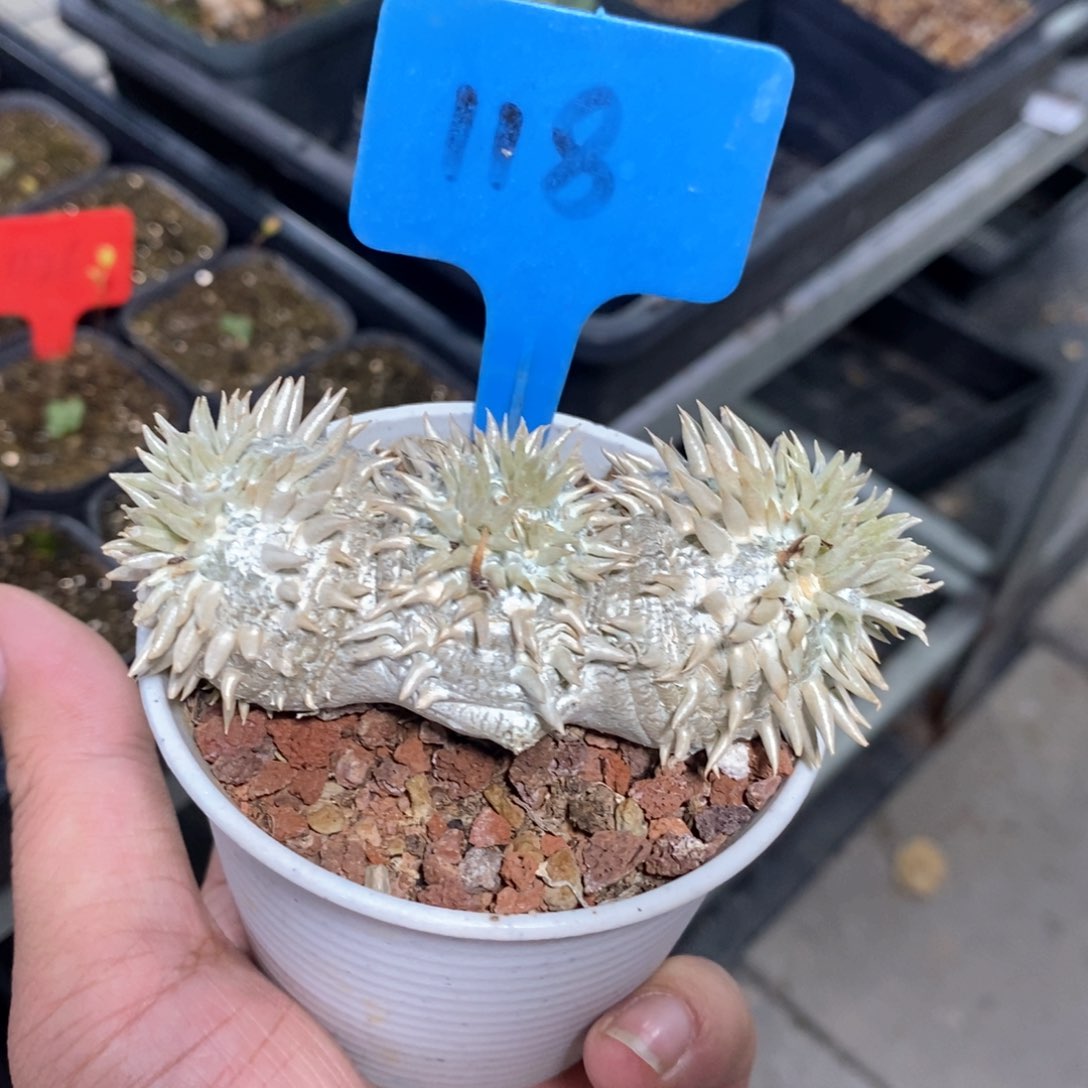 惠比须笑多肉植物