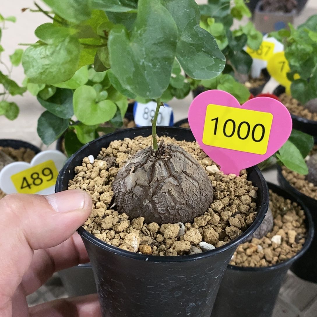 南非龟甲龙龟甲龙