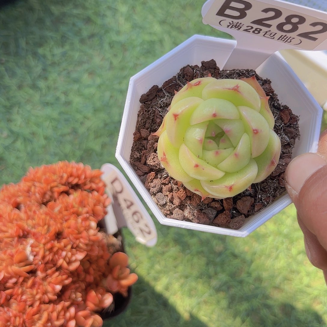 B282麦秆一物一拍