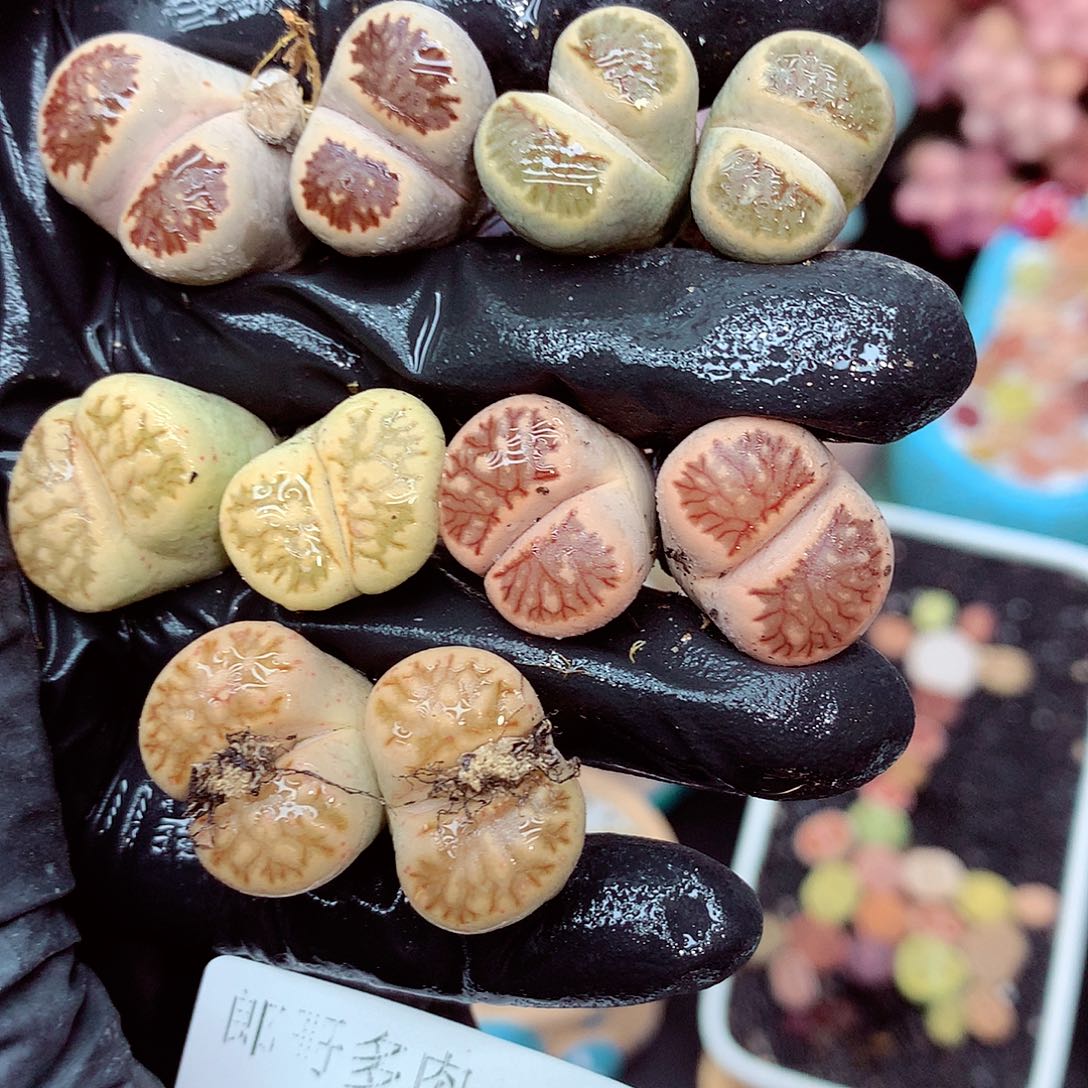 郎哥多肉生石花11-81