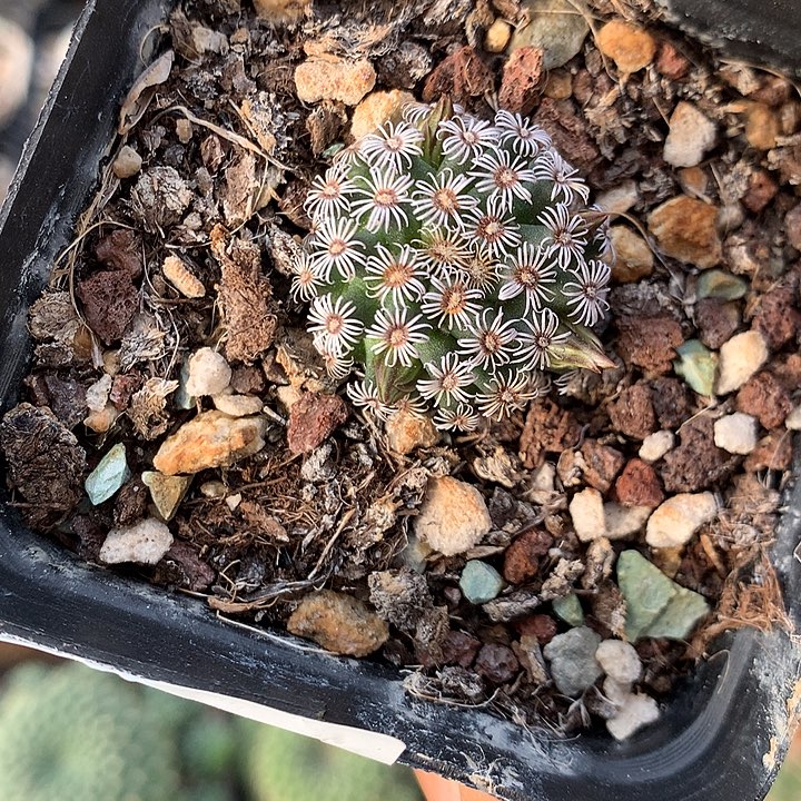 16 实生克氏丸2.6厘米福利