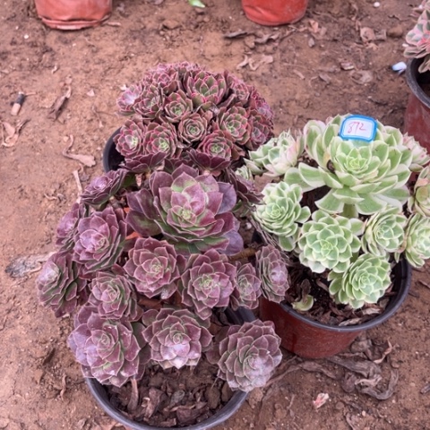 872多肉植物组合，