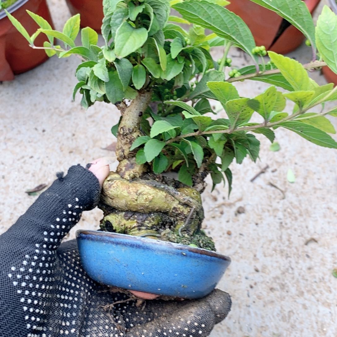 无花朵盆景盆景盆盆