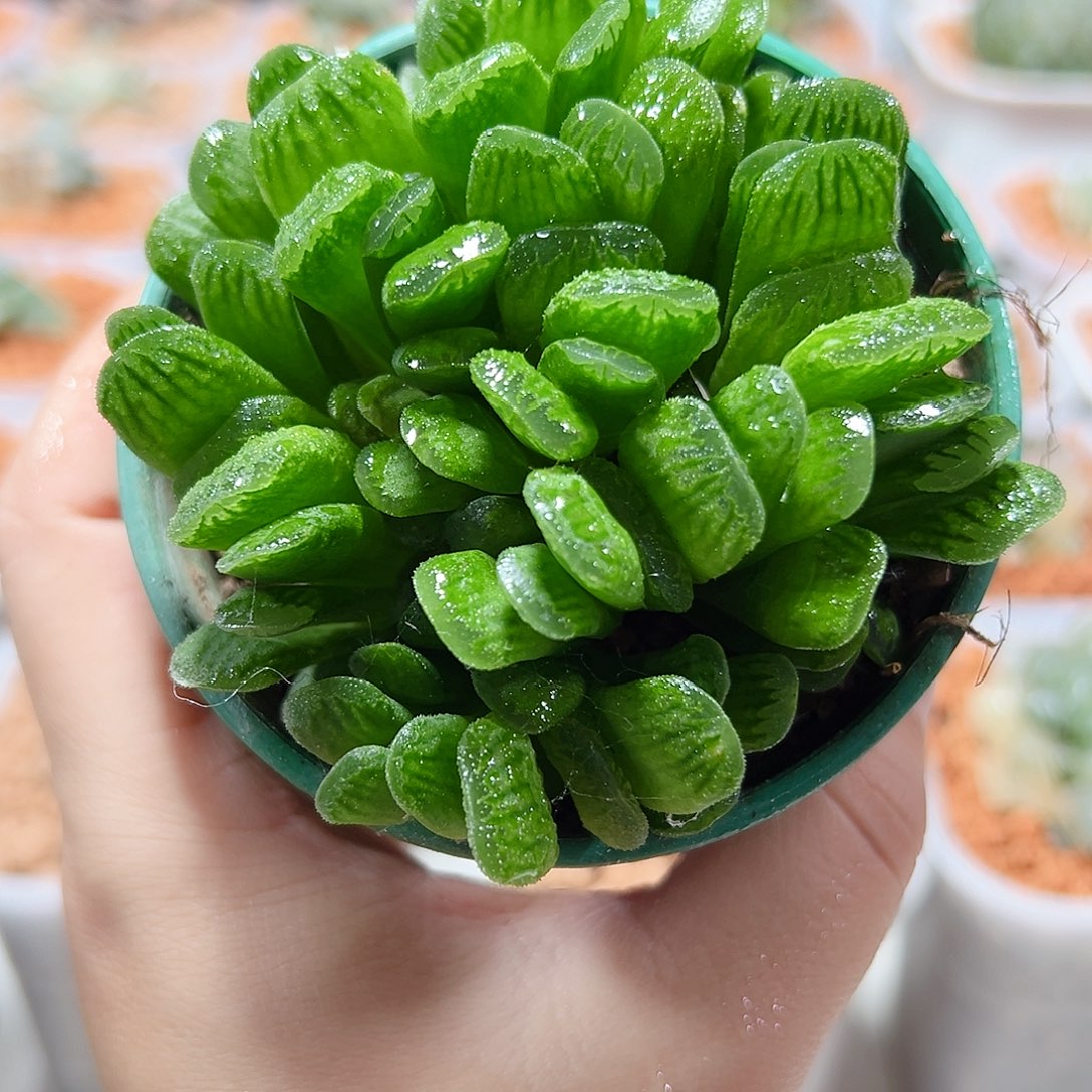 十二卷多肉绿玉扇