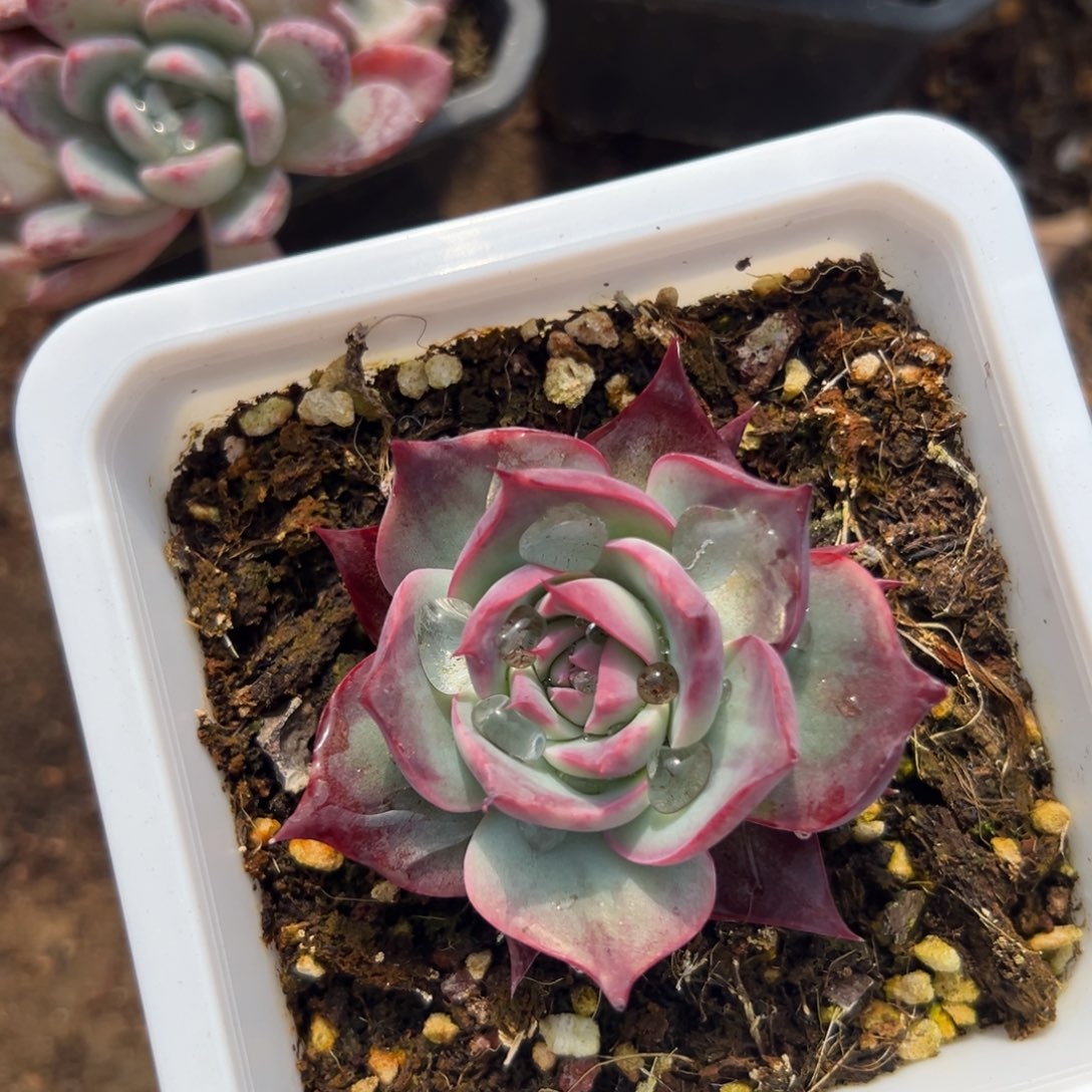 多肉植物多肉植物