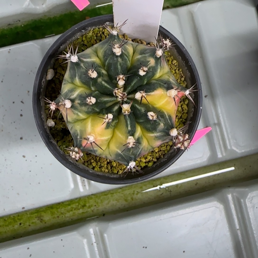 171-0212侧芽脱土发多肉