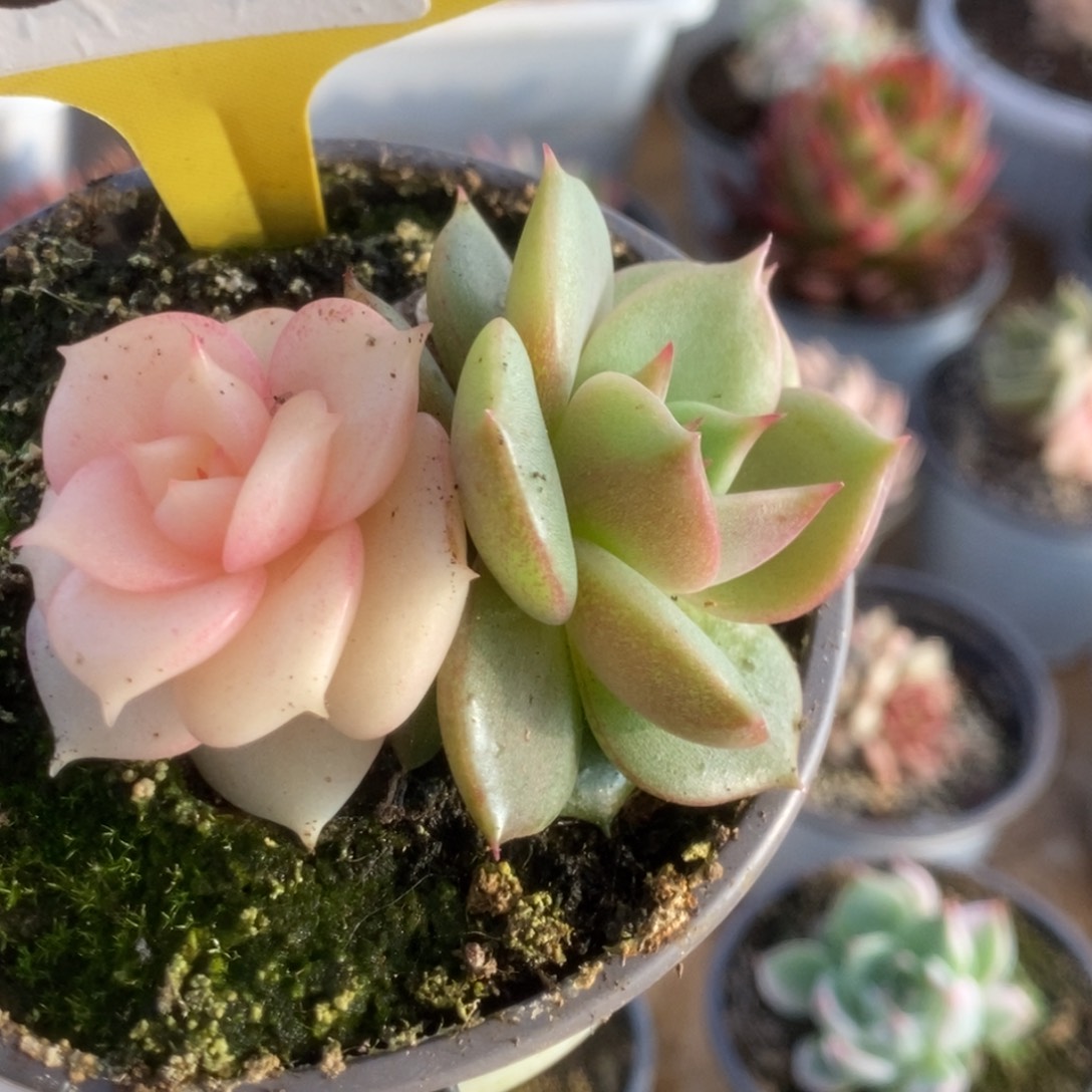 585贝加尔湖锦锦锦锦锦