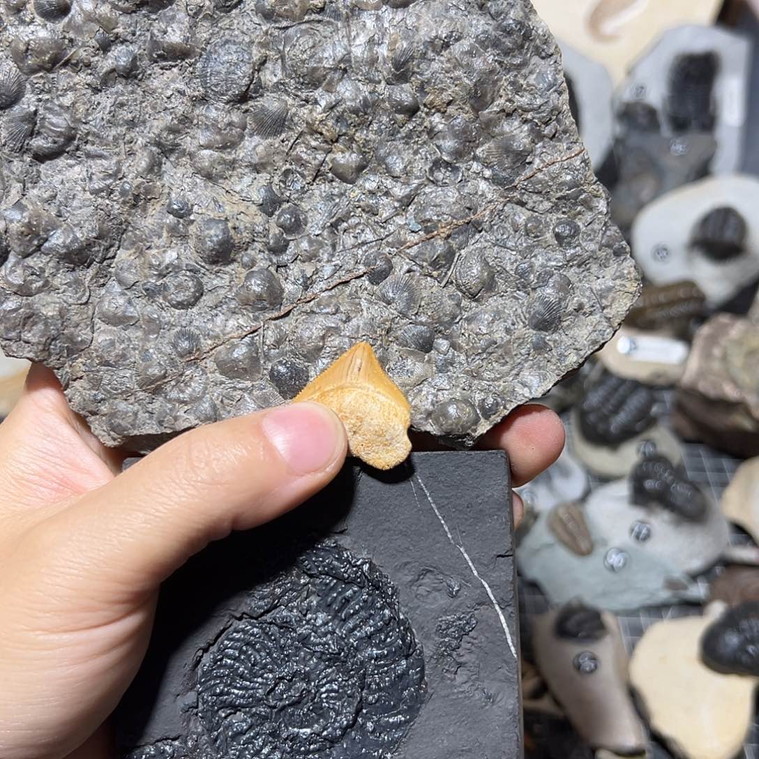 古生物贝壳菊石牙