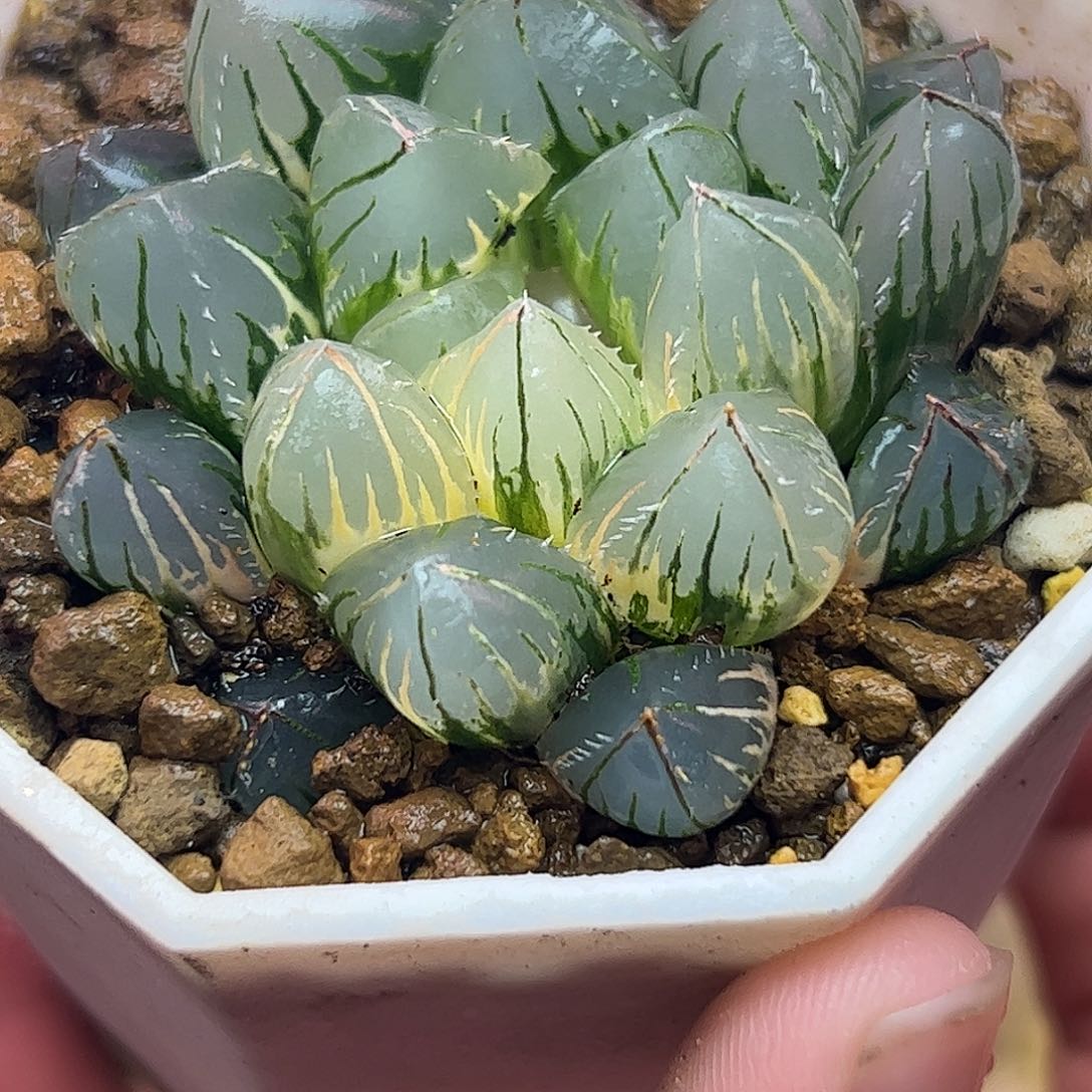 oh锦五公分十二卷多肉植物