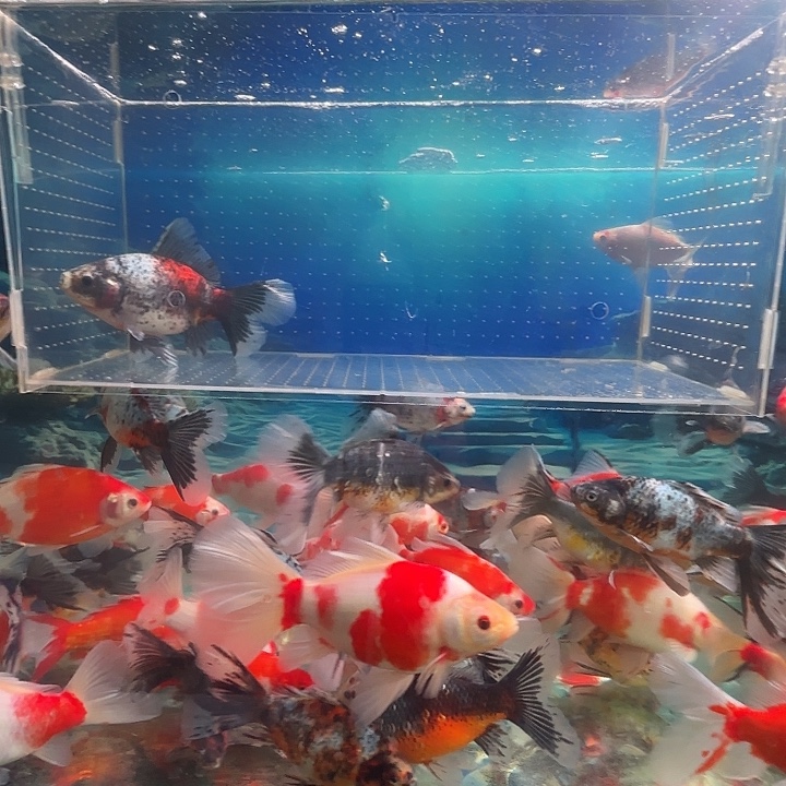 金鱼5布里斯托观赏鱼